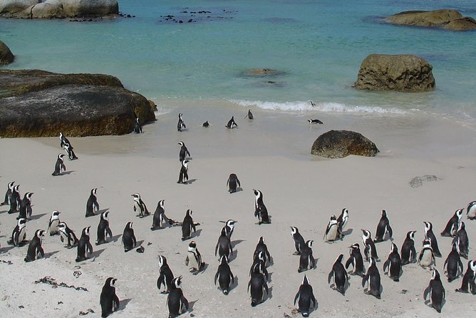 3 Day Wildlife Safari Tour - Garden Route Small Group Tour From Cape Town - The Sum Up