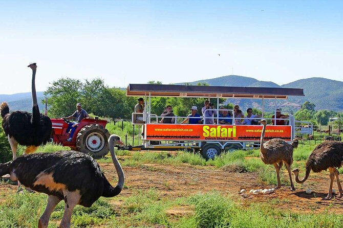 3 Days 2 Nights Garden Route Private Tour From Cape Town - The Sum Up