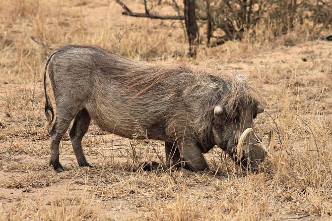 4 Day All Incl. Private Kruger Park Safari and Transfer From Nelspruit - Common Questions