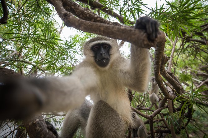 4 Day Classic Kruger National Park Safari - Common Questions