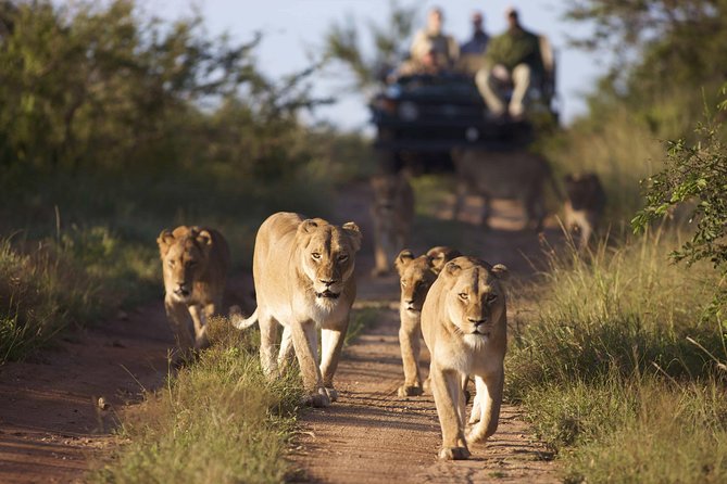 4 Day Greater Kruger Kapama Game Lodge Safari With Panorama Route Journey - Common Questions