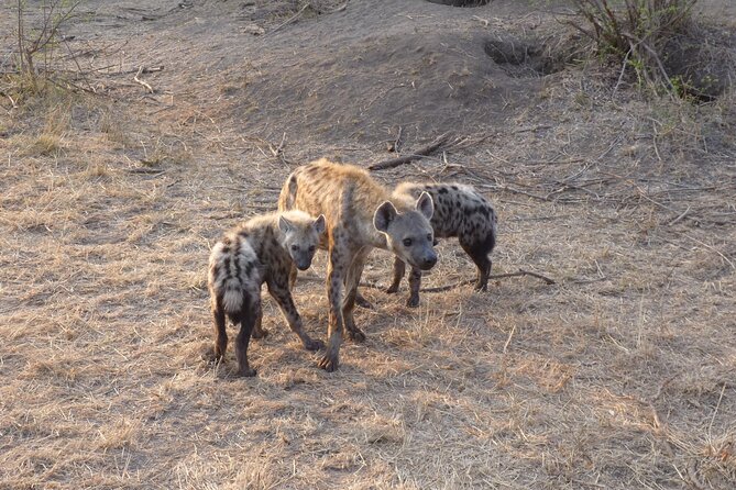 4-Day Unforgettable Kruger Park Safari & Panorama Route Tour - Booking and Pricing