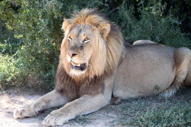 5 Day Cape to Addo Safari - Garden Route Small Group Tour - Accommodation