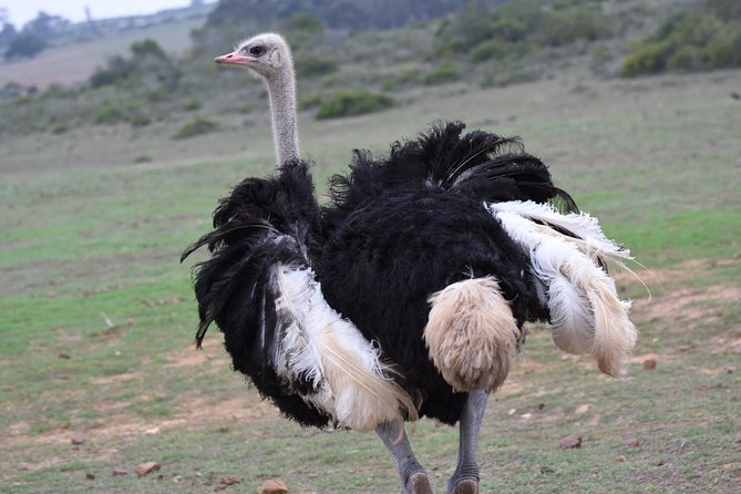 5 Day Garden Route Tour and Addo Elephant National Park - Reviews and Ratings
