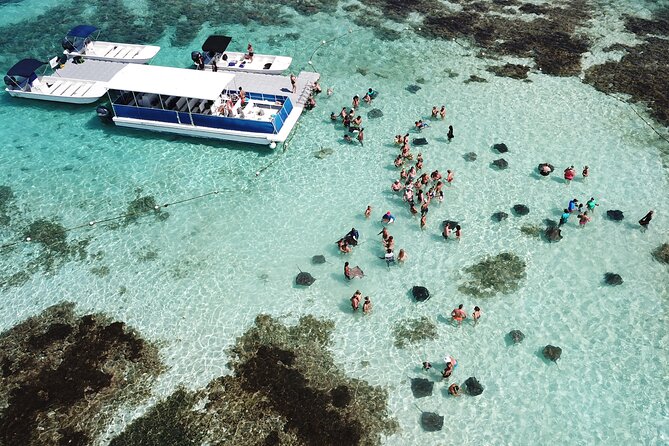 6-Hours Guided Stingray Tour in the East Coast of Antigua - Local Marine Life