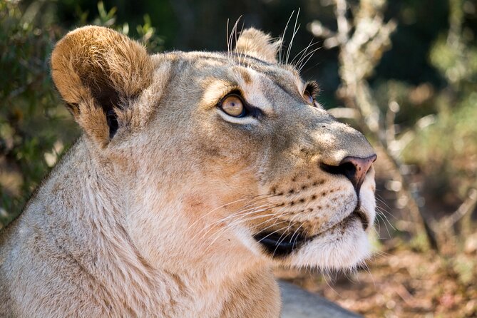 Addo Elephant Full Day Safari With a Traditional South African Braai (Bbq) Lunch - Hassle-free Pickup and Drop-off