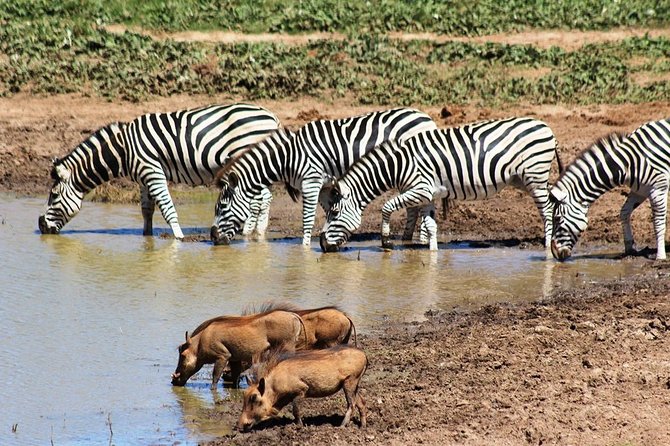 Addo Elephant National Park and Sunset River Cruise - FD04 - Pricing and Booking Details
