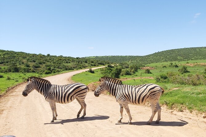 Addo Elephant National Park Full Day Safari - Meeting and Pickup
