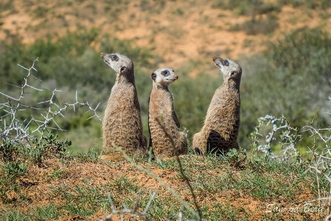 Addo Elephant National Park Private Half-Day Safari - The Sum Up