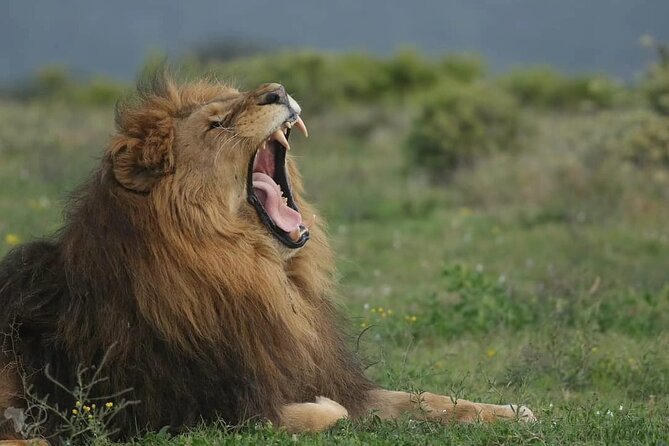 Addo Elephant Park & Giraffe Walk Private Full-Day Safari - How to Get There