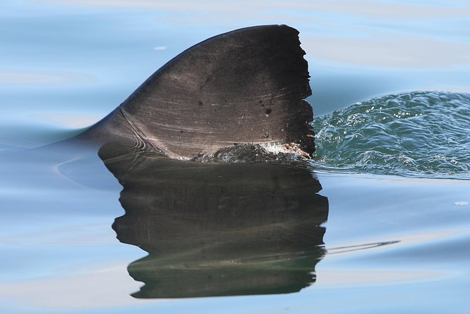 African Shark Eco-Charters Shark Cage Diving Cape Town - Traveler Reviews and Experiences