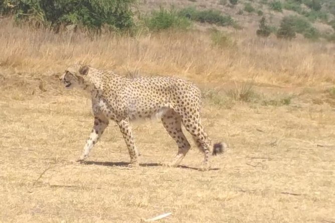 All-Day Pilanesberg National Park Safari in South Africa  - North West - Assistance and Support