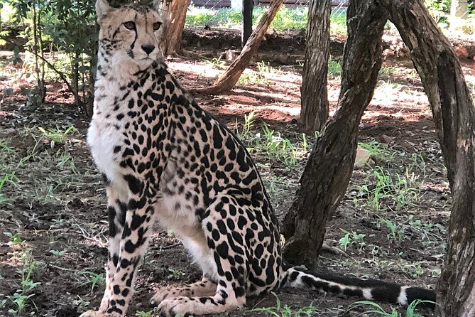 Ann Van Dyk Cheetah Centre Half-Day Tour From Johannesburg - Convenient Transportation Options
