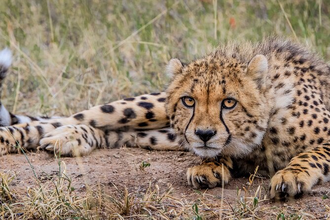Aquila Game Reserve Safari With Park Fees, Transport & Lunch - Lunch Options and Dining Experience