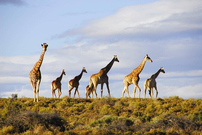 Big 5 Aquila Safari Full Day Tour With Nederburg Wine Tasting - Reviews