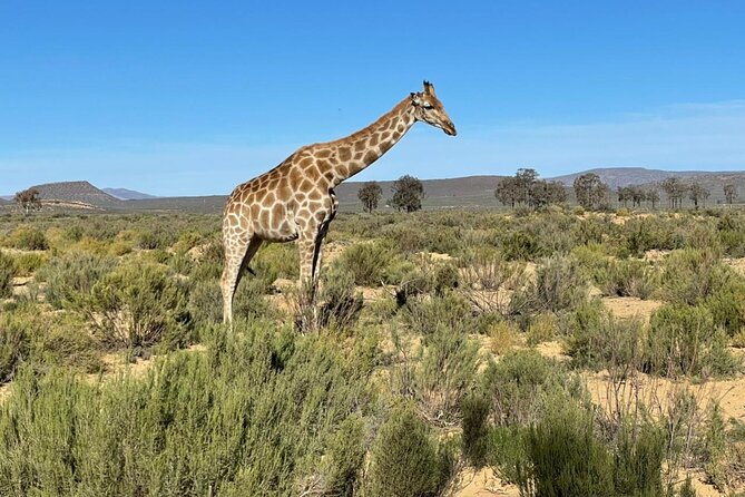 Big 5 Safari Aquila Full Day Private Return From Cape Town - Reviews and Ratings
