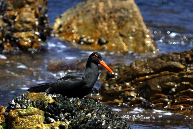 Big 5 Sea Safari in Walker Bay From Gansbaai - Meeting and Pickup