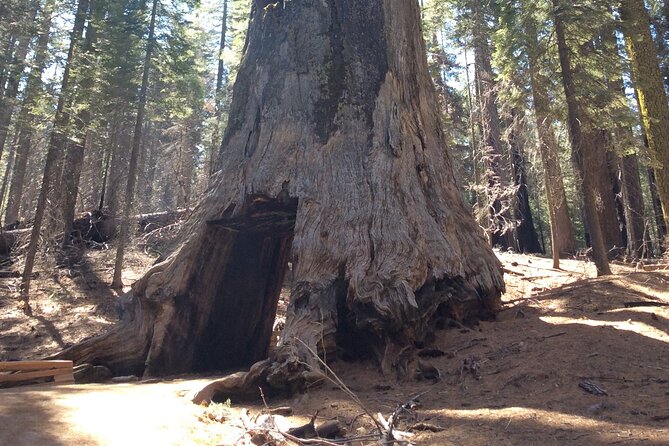 Big Trees Hike & Riverside Cookout Adventure - Reviews