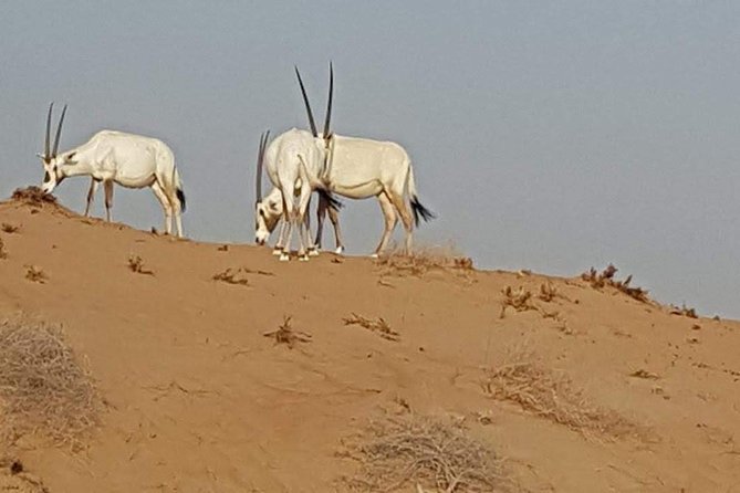 Cape Town Safari Transfers - Cancellation Policy for Cape Town Safari Transfers