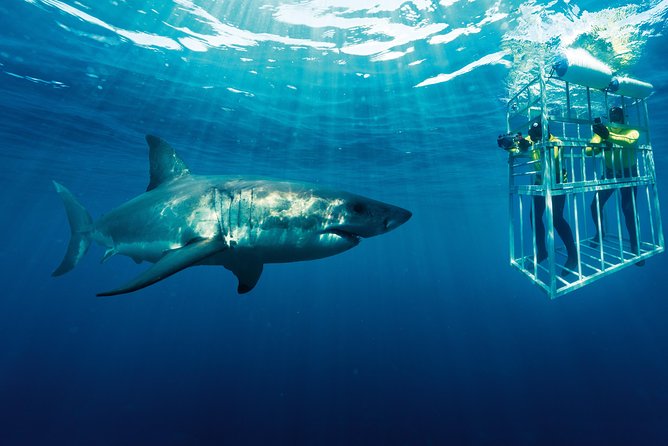Cape Town: Shark Cage Diving & Penguins Tour to Gansbaai With Private Transfers - Up-Close Time on the Water With Sharks