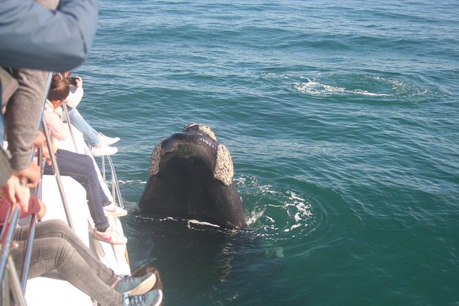 Cape Town: Whale-Watching Experience - Reviews and Ratings
