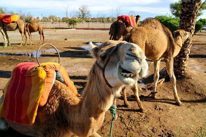 Casablanca Airport to Marrakech Private Transfer With Marrakech City Tour - Comprehensive Marrakech City Tour