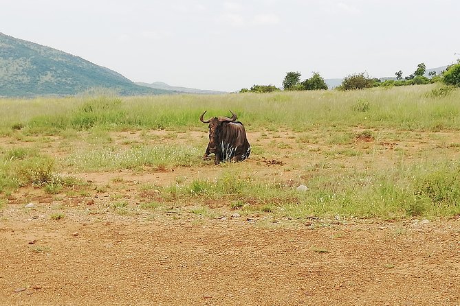 Cradle of Human Kind & Lion & Rhino Park Tour Full Day Tour Private - Booking Information