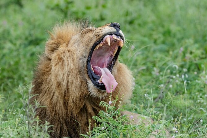 Daily Pilanesberg National Park Private Shuttle Services - Additional Information