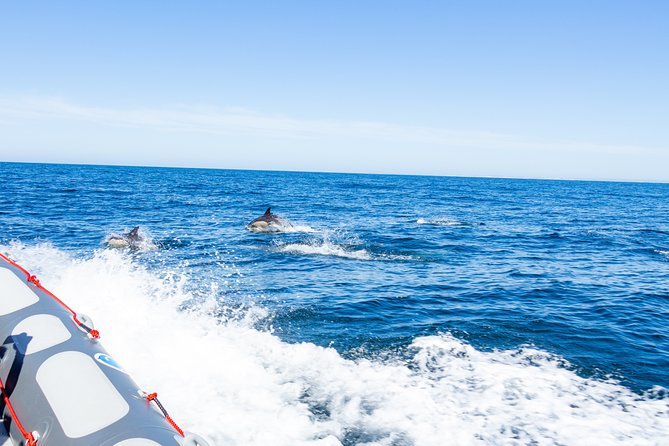 Dolphins and Caves Albufeira Marina Private Tour. - Common Questions