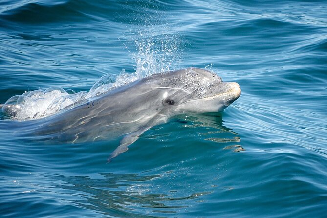 Dolphins & Caves on Rib Boat - Meeting and Pickup