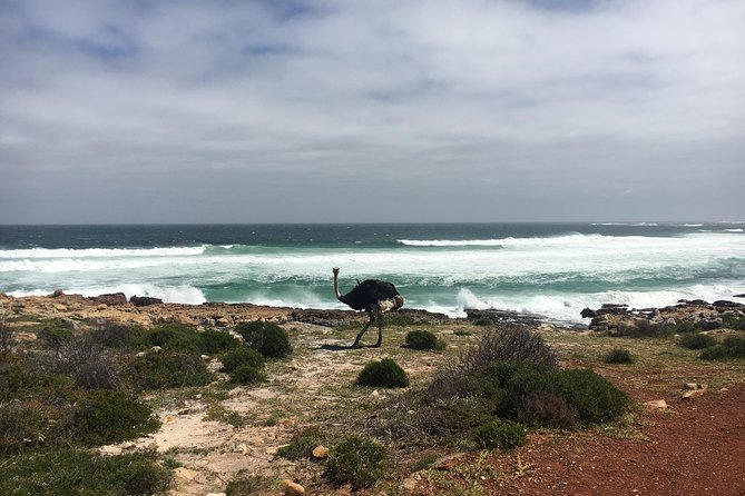E-Bike Cape Peninsula Tour - Traveler Photos