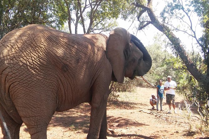 Elephant Walk Guided Half Day Tour From Johannesburg - Pricing and Terms