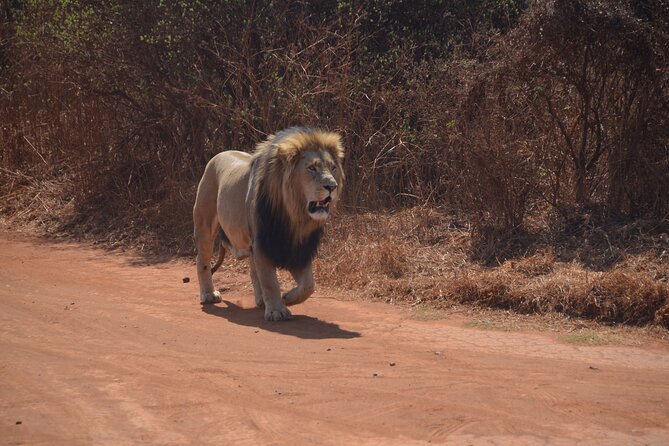 Exhilarating 2 Day Kruger Safari From Nelspruit - Terms and Conditions