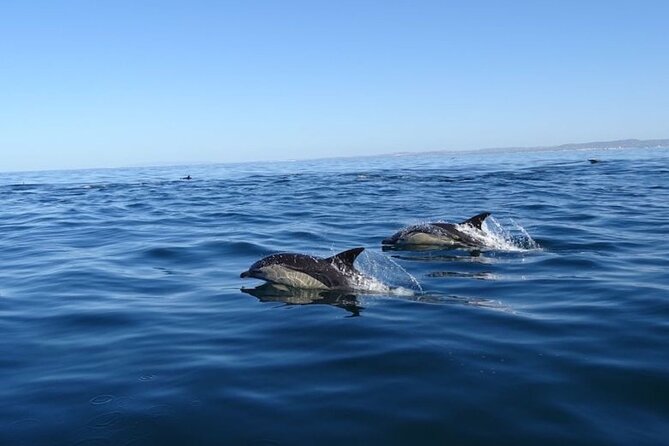 Faro Small-Group Marine Wildlife Cruise - Spotting Local Wildlife Such as Dolphins, Fish, and Birds