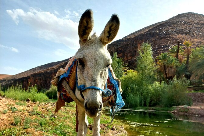 Fint Oasis Private Day Hike - Reviews and Ratings