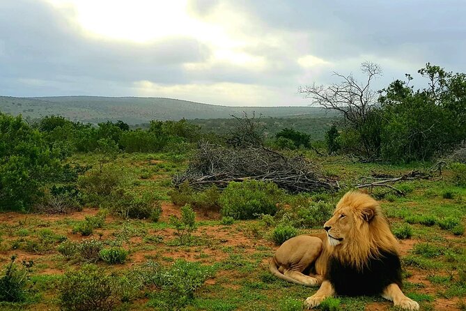 Full Day Addo and Schotia Private Game Reserve Safari - Additional Information
