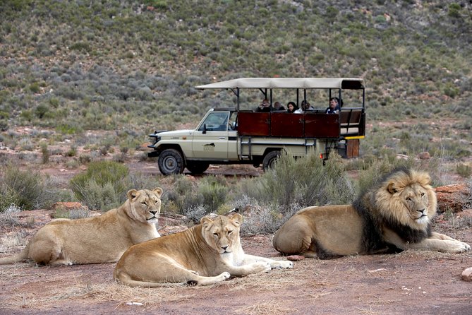 Full Day Big 5 Aquila Safari Private Transfers Including Park Fee From Cape Town - Aquila Safari as a Private Game Reserve