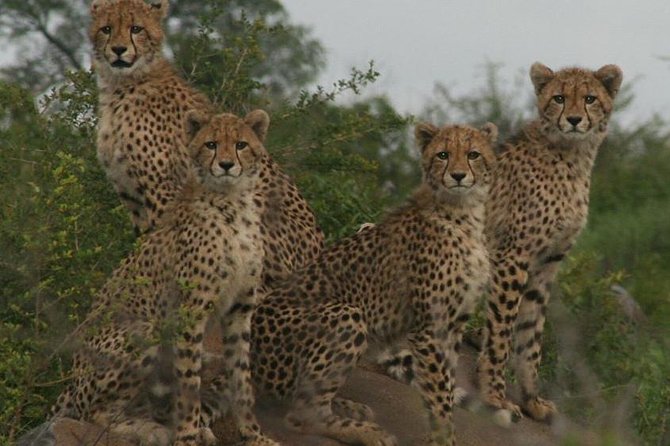 Full-Day Kruger National Park Safari - Traveler Photos and Reviews