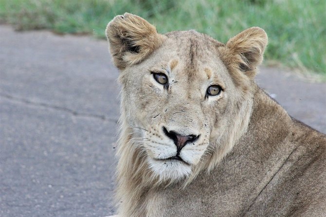 Full Day Kruger National Park - Picnic and Rest Areas