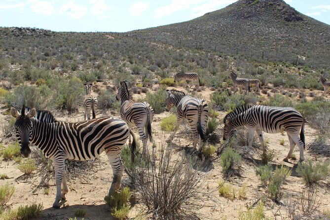 Full-Day Safari Aquila Game Reserve From Cape Town - Flexible Cancellation Policy and Refund Options