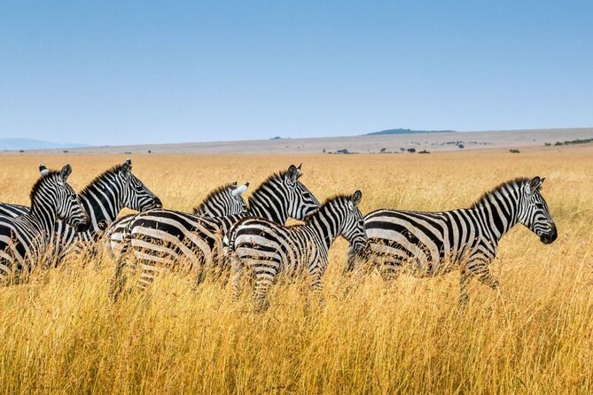 Full Day Safari From Durban to Hluhluwe-Imfolozi Game Reserve - Pricing and Terms