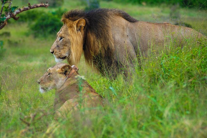 Full Day Safari Tour In Addo Elephant National Park - Authentic Reviews From Previous Participants