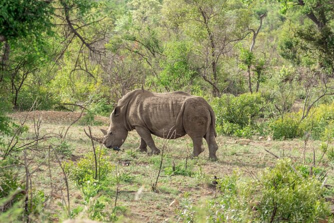 Full Day Safari Tour of Pilanesberg National Park, Open Jeep Experience - Positive Reviews and Pricing/Information