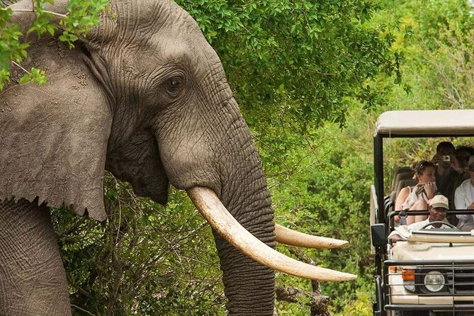 Full Day -Tala Game Reserve, Natal Lion Park, Phezulu From Durban - Departure From Durban