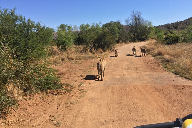 Fully Inclusive Pilanesbserg Safari From Johannesburg - Cancellation Policy