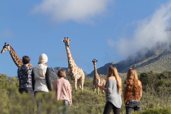 Giraffe Walk - Contact and Terms and Conditions