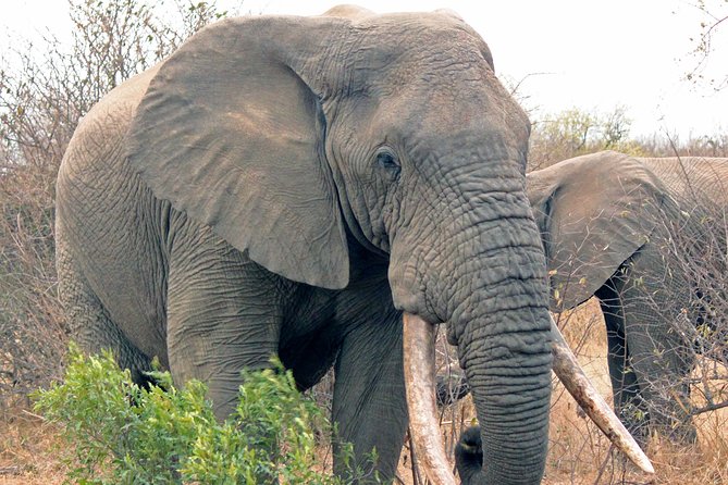 Greater Kruger National Park 4 Day Safari at a Private Game Lodge - The Sum Up