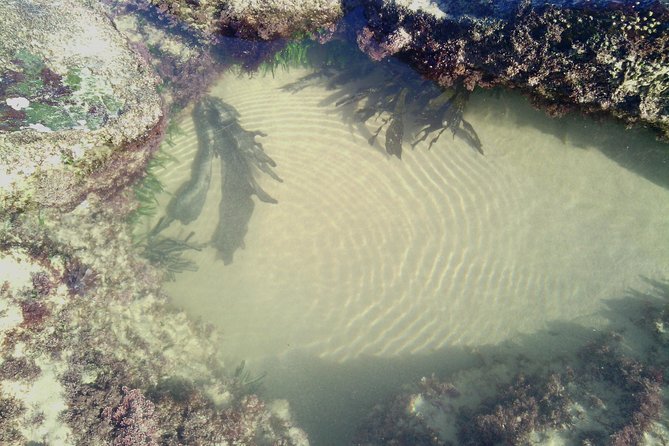 Guided Marine Walk: - Sardinia Bay (Marine Protected Area) - 2 Hours - Ideal for Eco-conscious Travelers