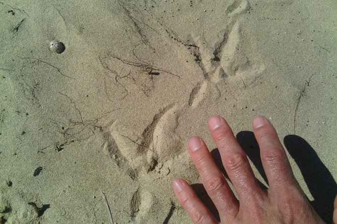 Guided Marine Walk: - Sardinia Bay (Marine Protected Area) - 3 Hours - Common Questions