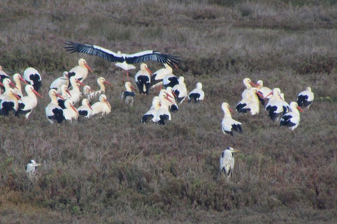 Half-Day Birdwatching at the Abicada Marshed - Common Questions